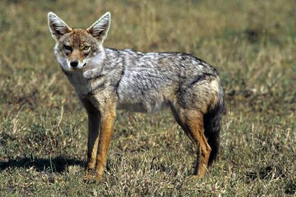 /dateien/tp66043,1288220631,Golden Jackal sa02