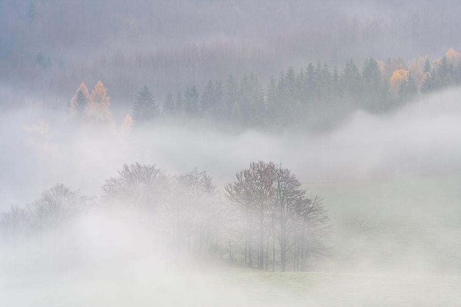 /dateien/tp66627,1287301872,06.11.08 81k::Ines Mondon nebel herbstnebel baeume-im-nebel