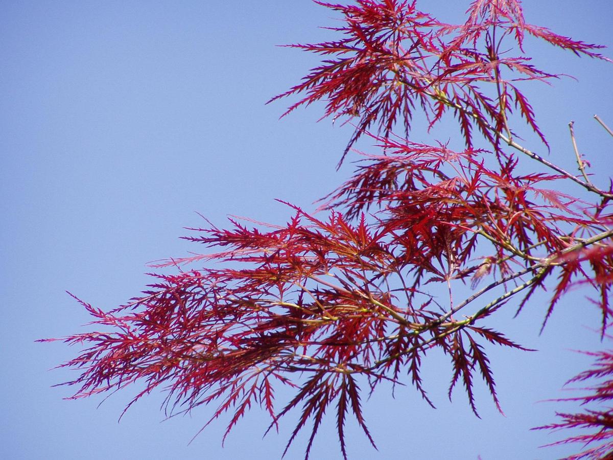 /dateien/tp67354,1288634827,Acer japonicum rubra leaves