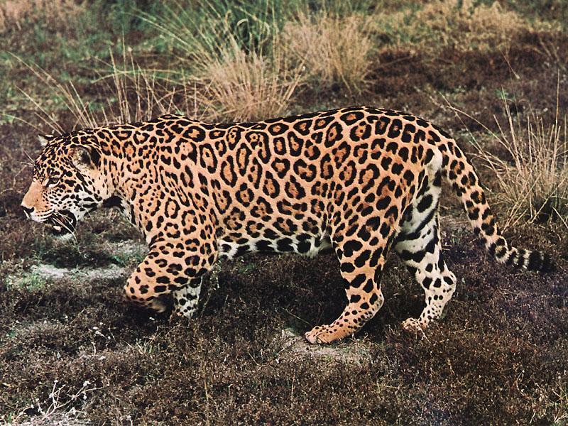 /dateien/uf35466770,1293628634,uAuZDp 114470 jaguar-walks on grassland