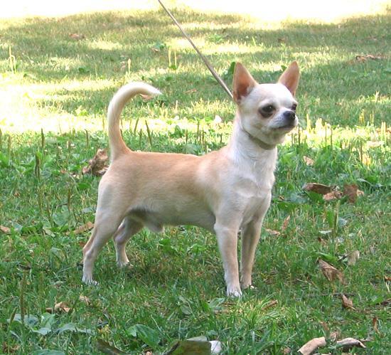 /dateien/uf64335,1279925690,Chihuahuasmoothcoat