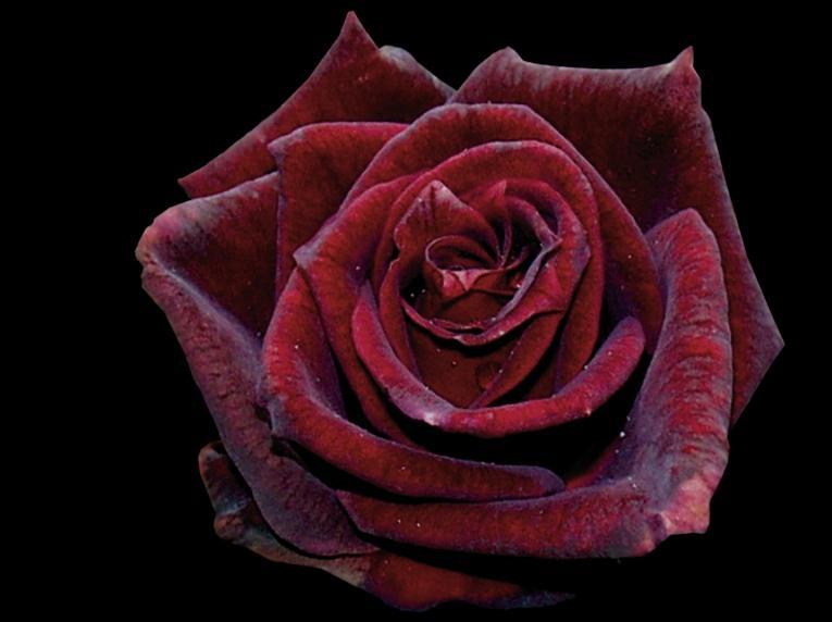 /dateien/uh28902,1161722381,a1-dark-rose