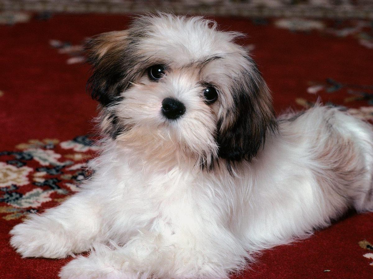 /dateien/uh28902,1174777718,Lhasa Apso Puppy