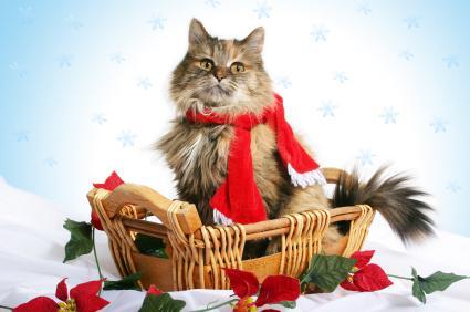 /dateien/uh58985,1261667378,cat christmas