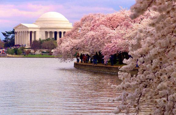 /dateien/uh61997,1271394478,washington-dc-cherry-blossoms-jefferson