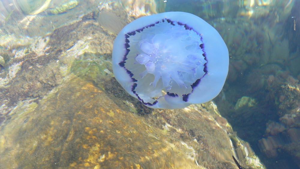 Riesiges Tier im Wasser ( Ägäisches Meer) (Seite 2) - Allmystery