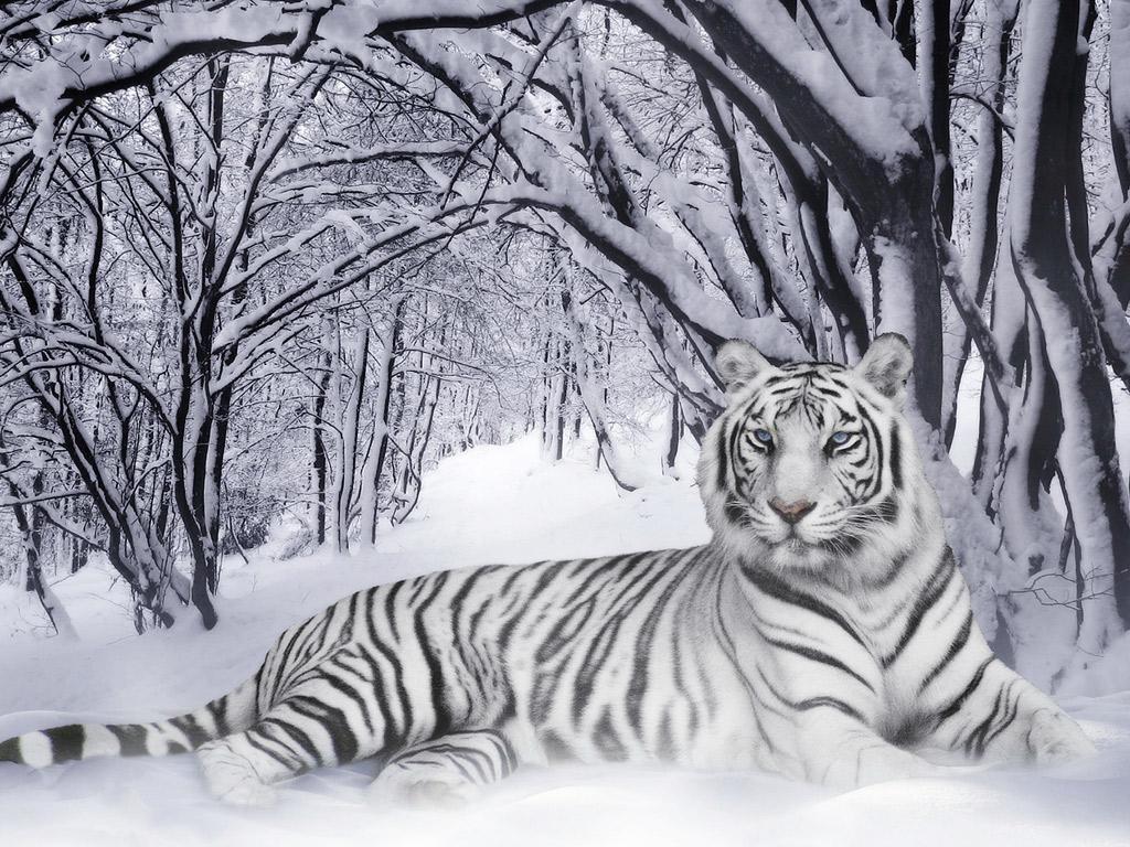 /dateien/uh65525,1283528012,White Tiger 28Panthera Tigris29