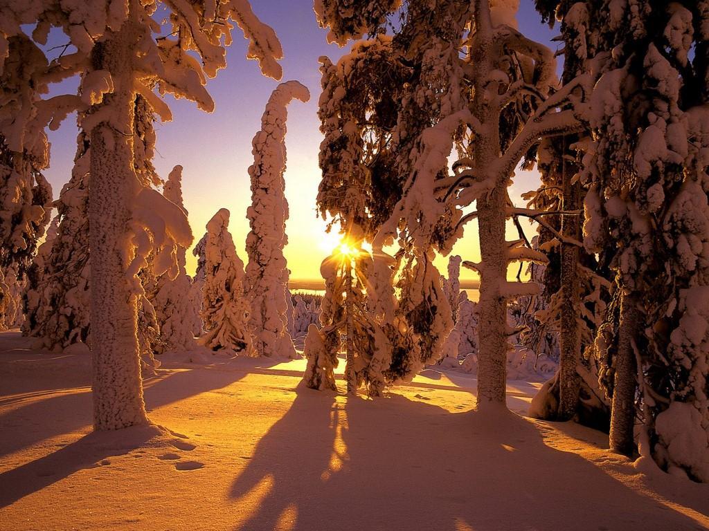 /dateien/uh68143,1291254945,Snow Covered Forest2C Finland