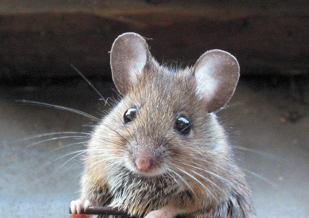 /dateien/vo62453,1272954942,waldmaus