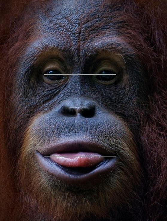 BigfootFaceProporz001Orang0886