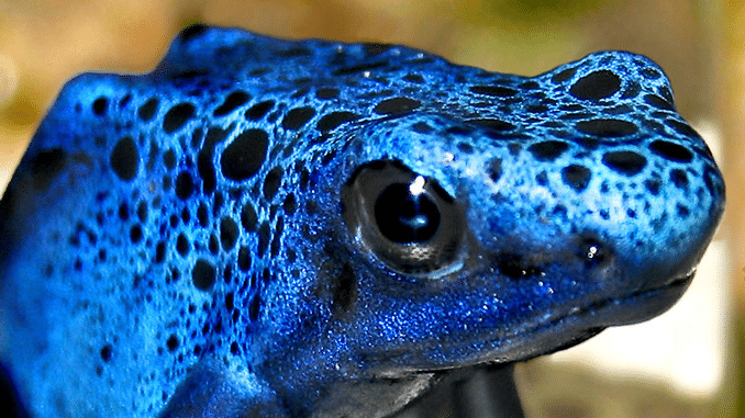 blauer-pfeilgiftfrosch-dendrobates-azure