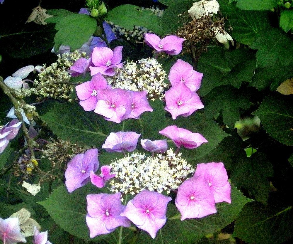 IMGP1050