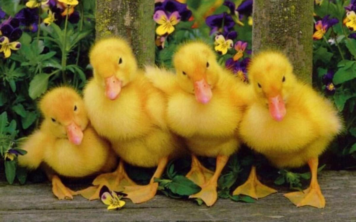 Four Baby Ducks in Row Pics