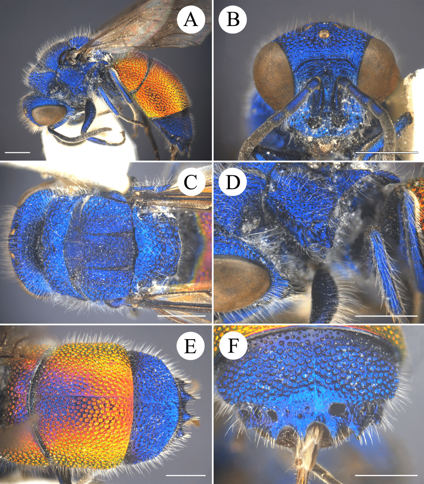 Chrysis-extraordinaria-Rosa-Wei-Xu-sp-no