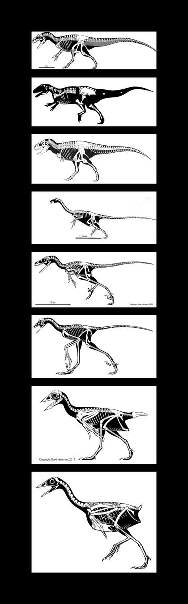 VogelEvo-Furcula-004-Theropoden