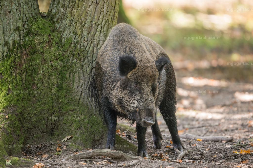 tree wildschwein