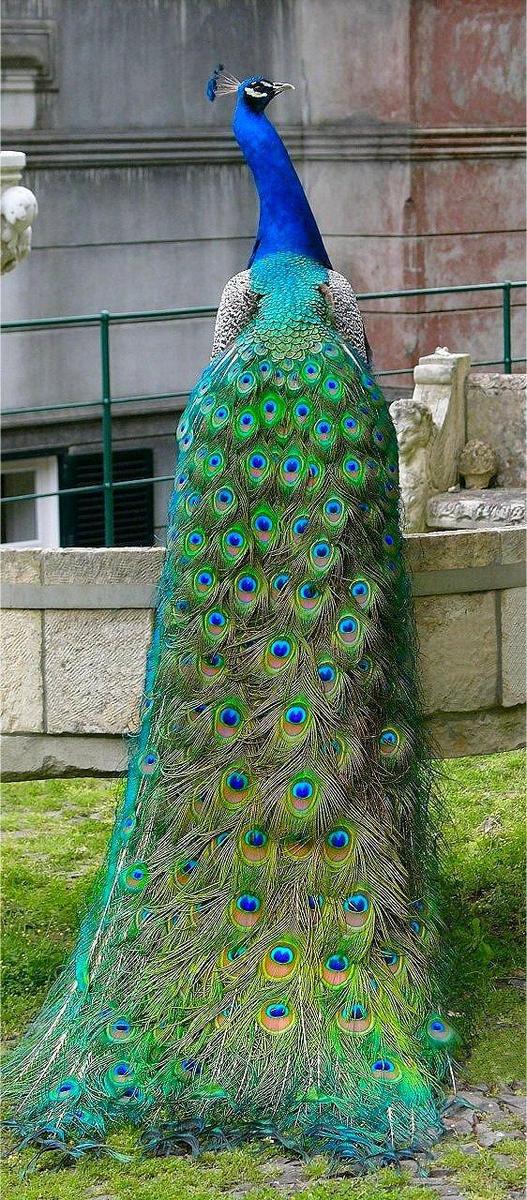 Peacockbench