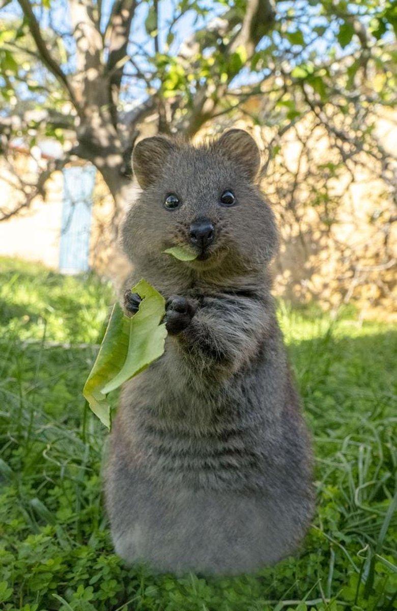 Quokka 1 - Copy