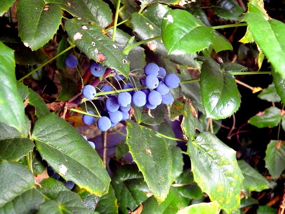 IMGP0436