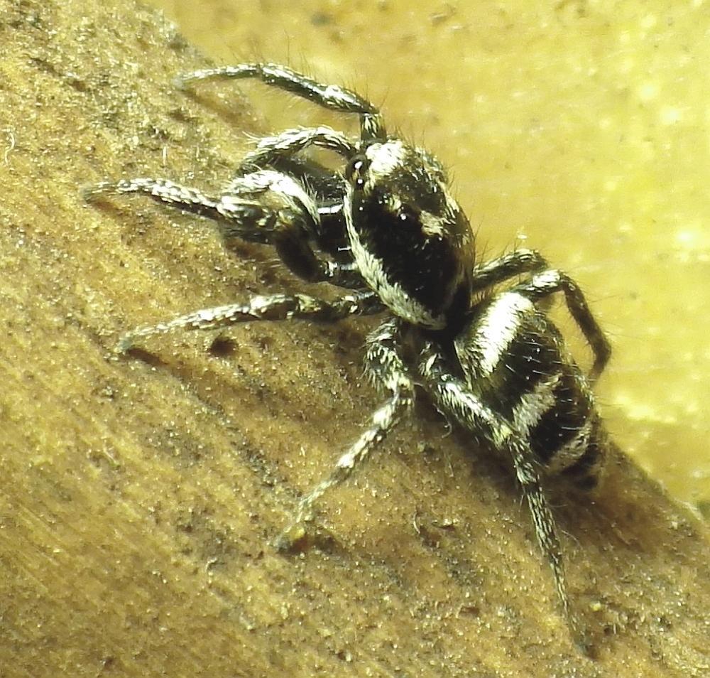 Springspinne - Zebraspinne 02a