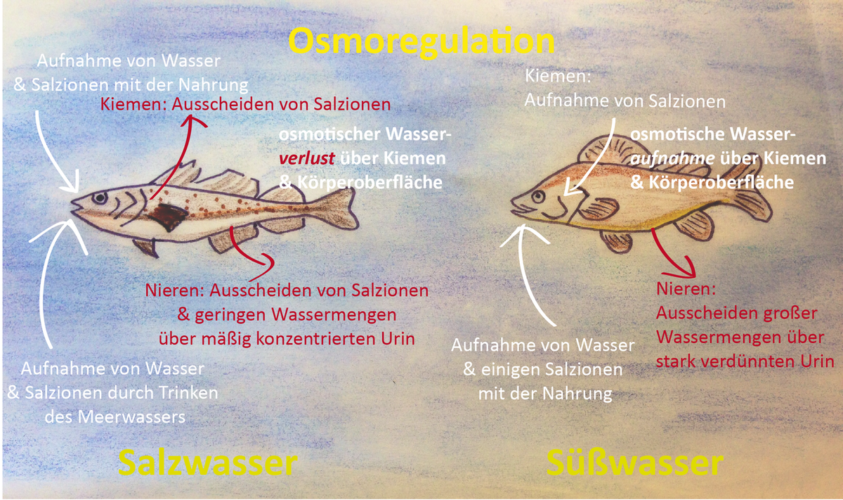 osmoregulation-fisch-print