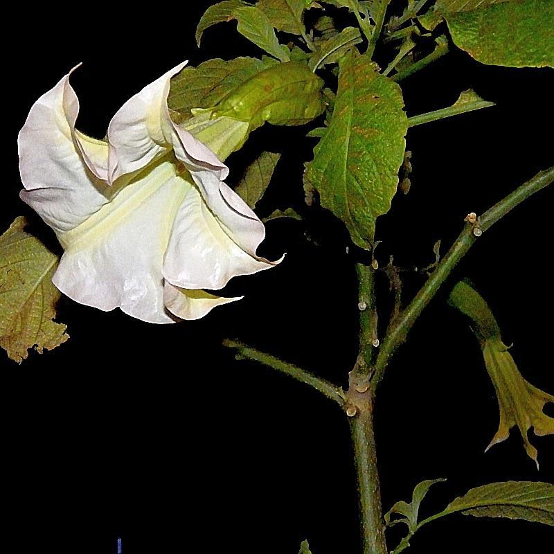  KK 9392 Datura