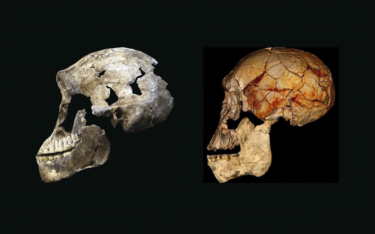 Vergleich-009-03-Neo-Rudolfensis