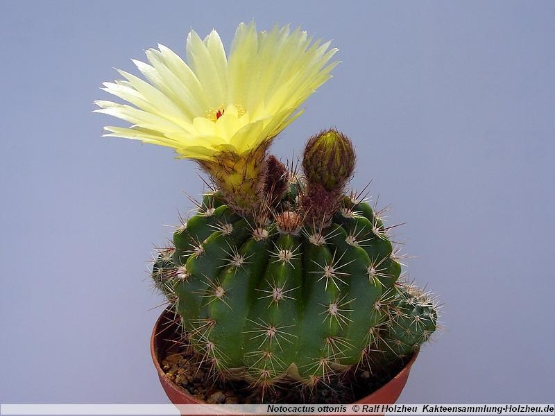 Notocactus ottonis 00