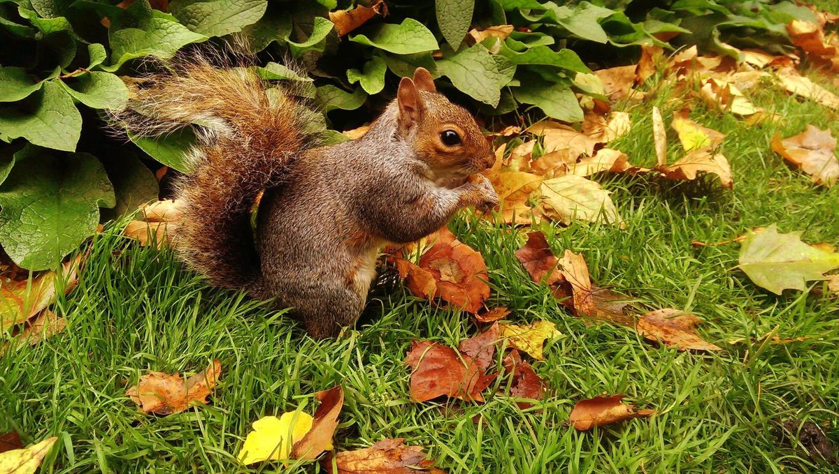 Eichhrnchen auf Herbstwiese