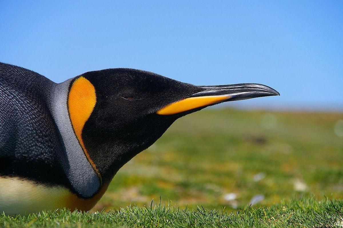 1280px-Falkland Islands Penguins 49