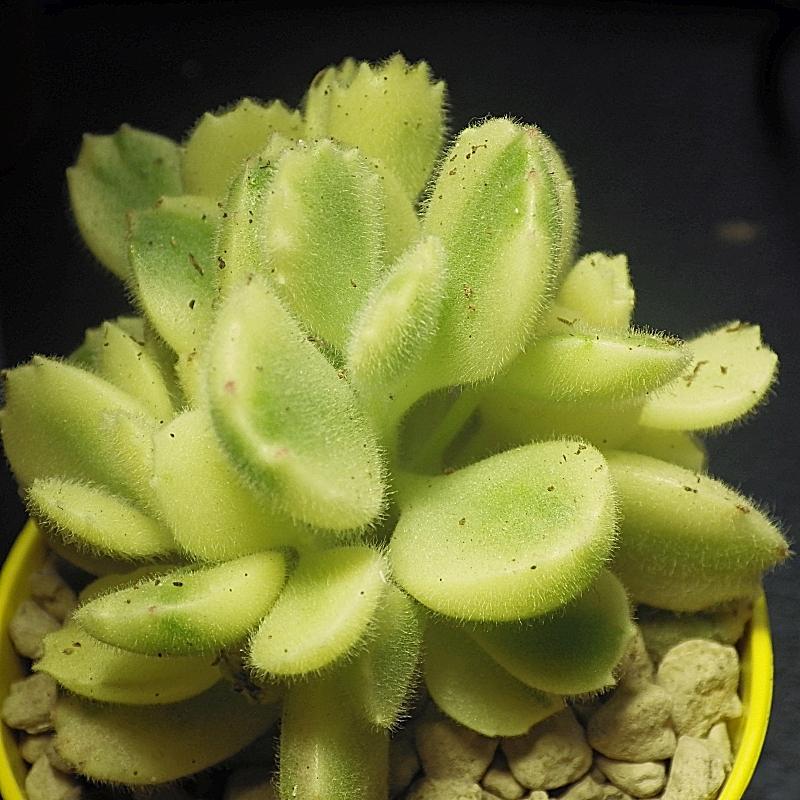  KK 7548Cotyledon