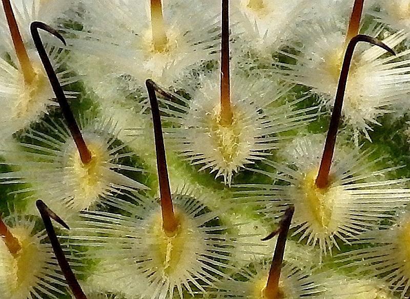  KK 8385 Ausschnitt Mammillaria perezdel