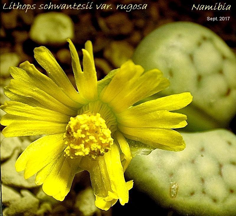  KK 7007 Lithops schwantesii