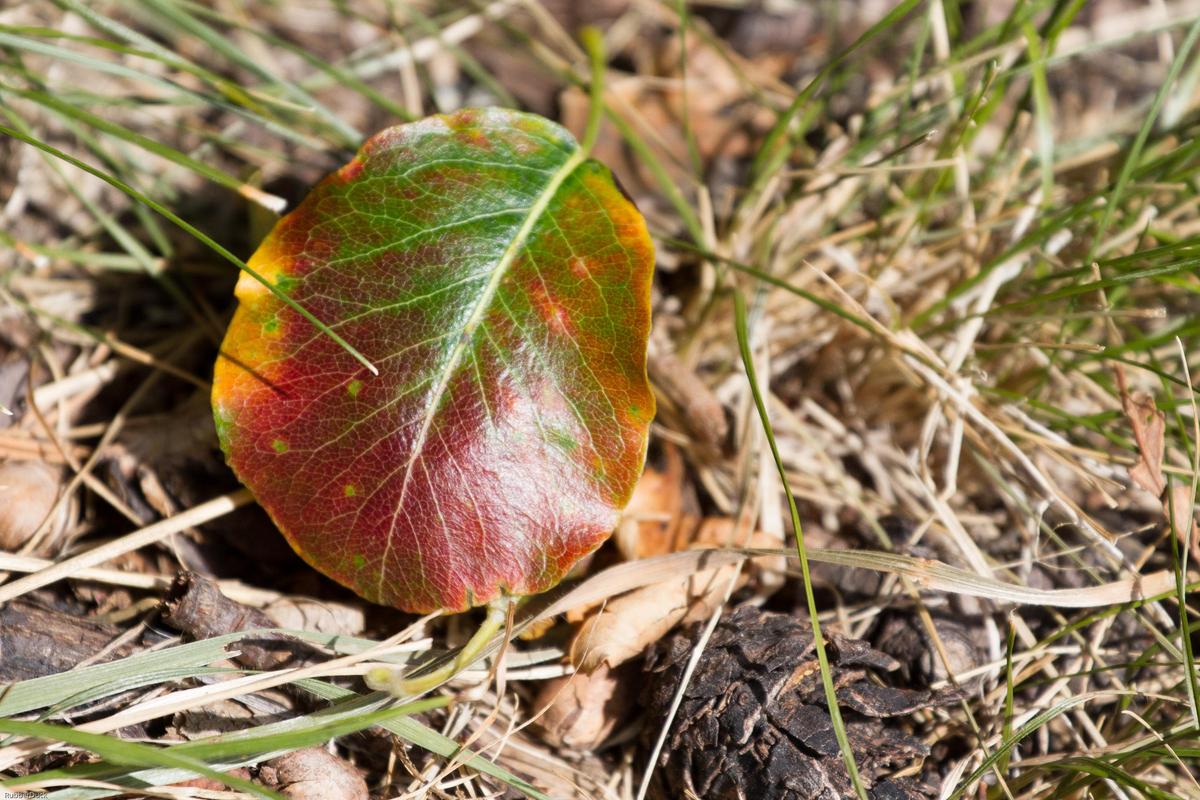 Herbst