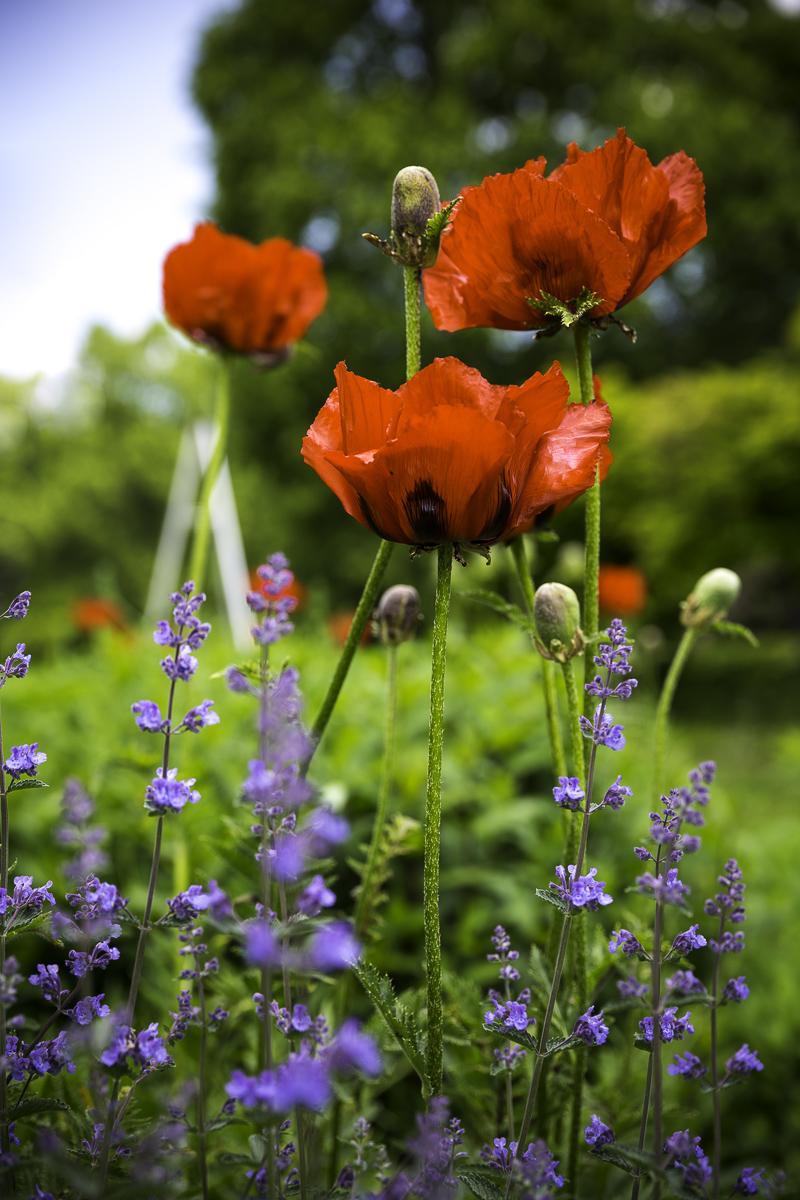 Mohn Papaver orientale Forum-2