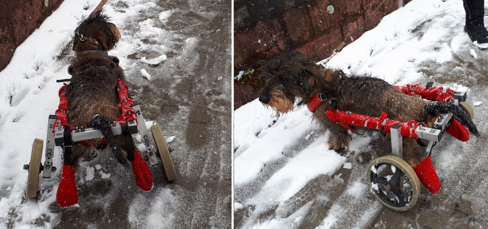 Tapferes Dackelchen - Kopie