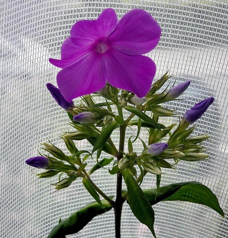 KK 0095 phlox