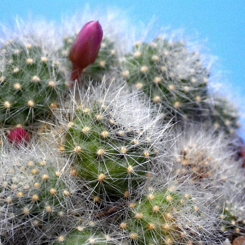  KK 9686Rebutia albiflore Aprill 2019