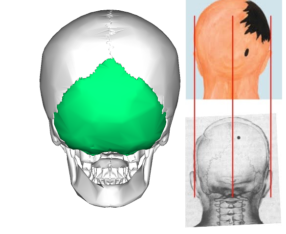 Occipital bone posterior 1neu