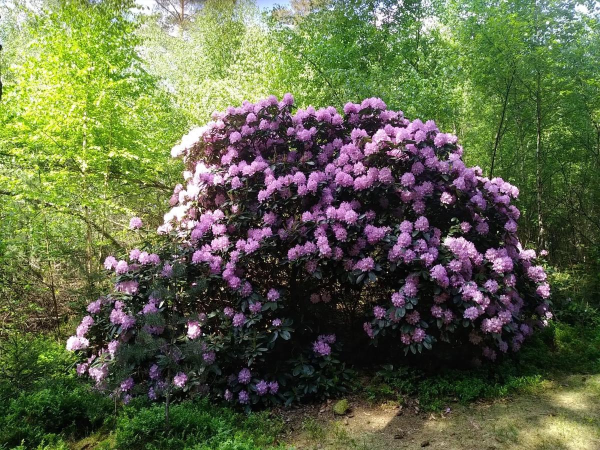 Rhododendron im Wald 1