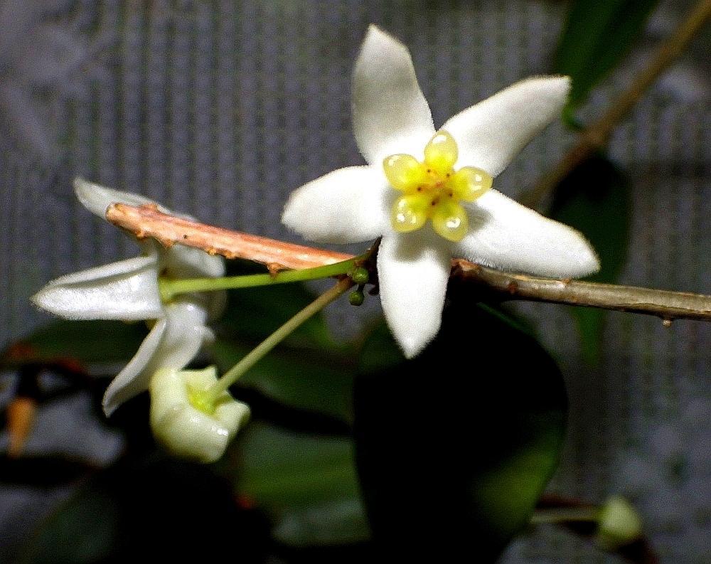 IMGP0964