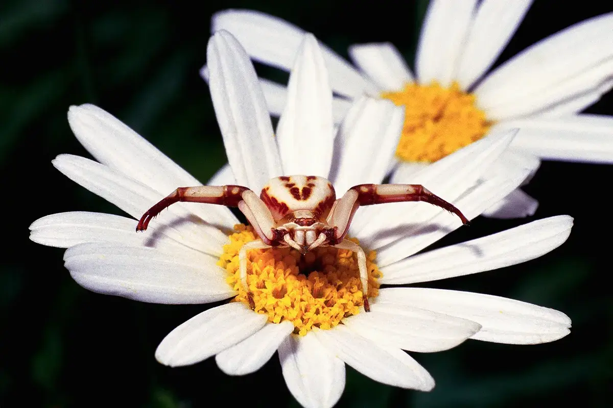 goldenrod-crab-spider-daisy.webp