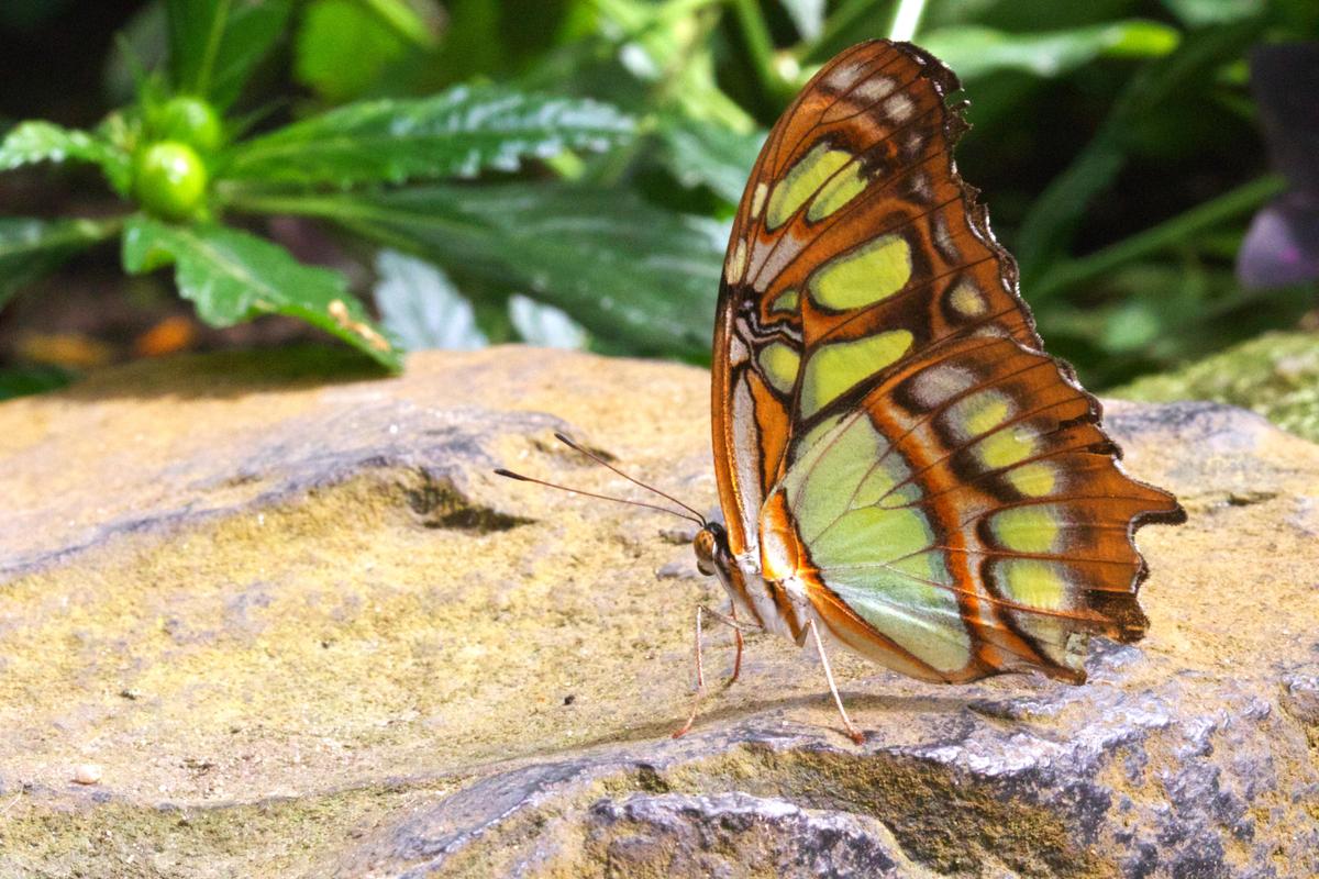 Schmetterling orange boden