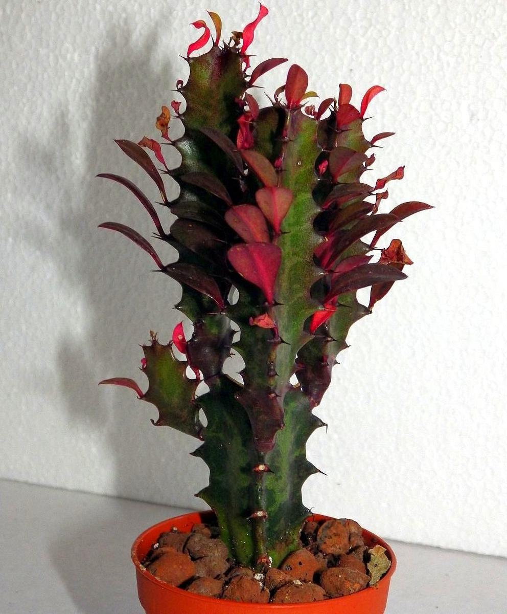 Euphorbia trigona 01