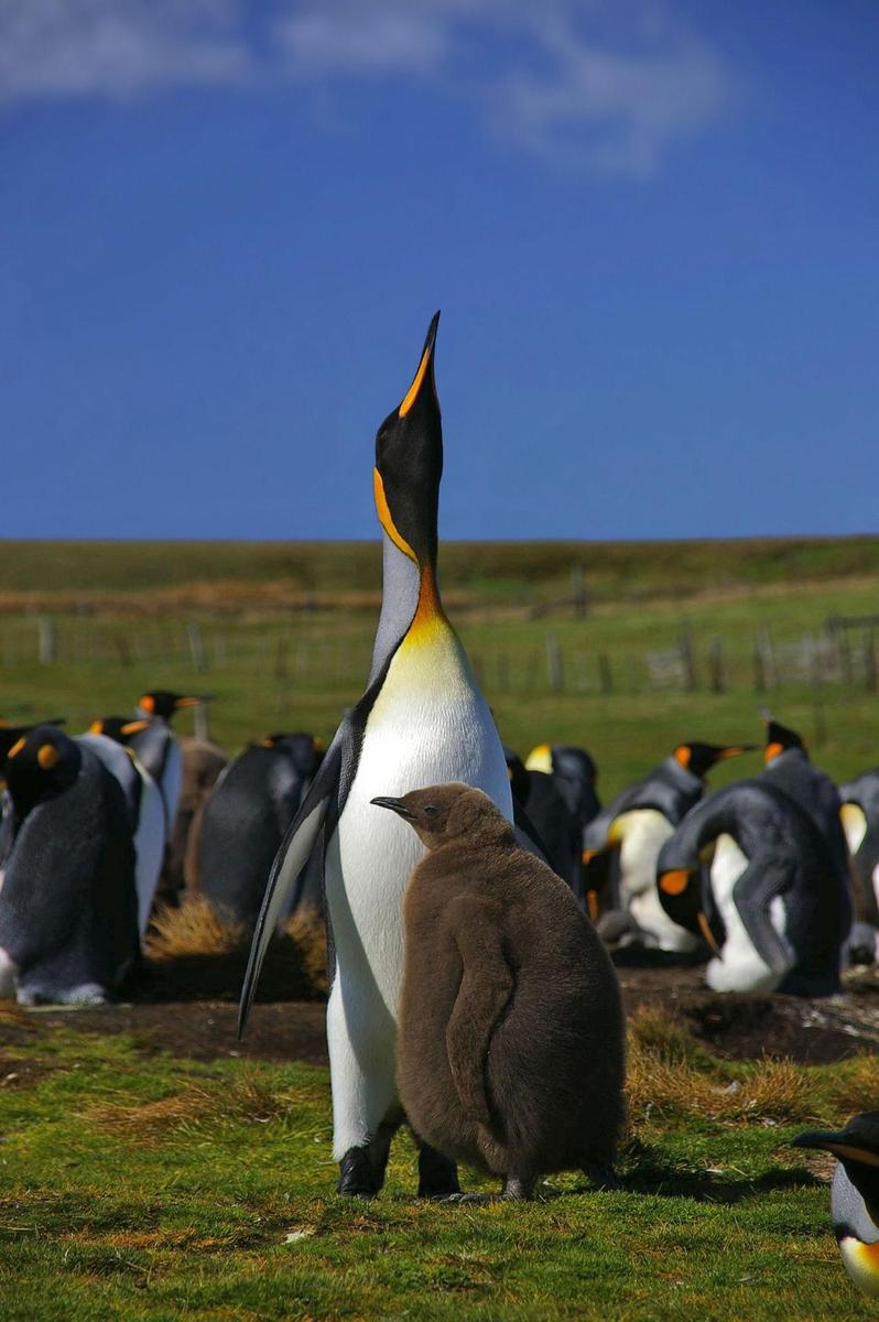 Falkland Islands Penguins 48