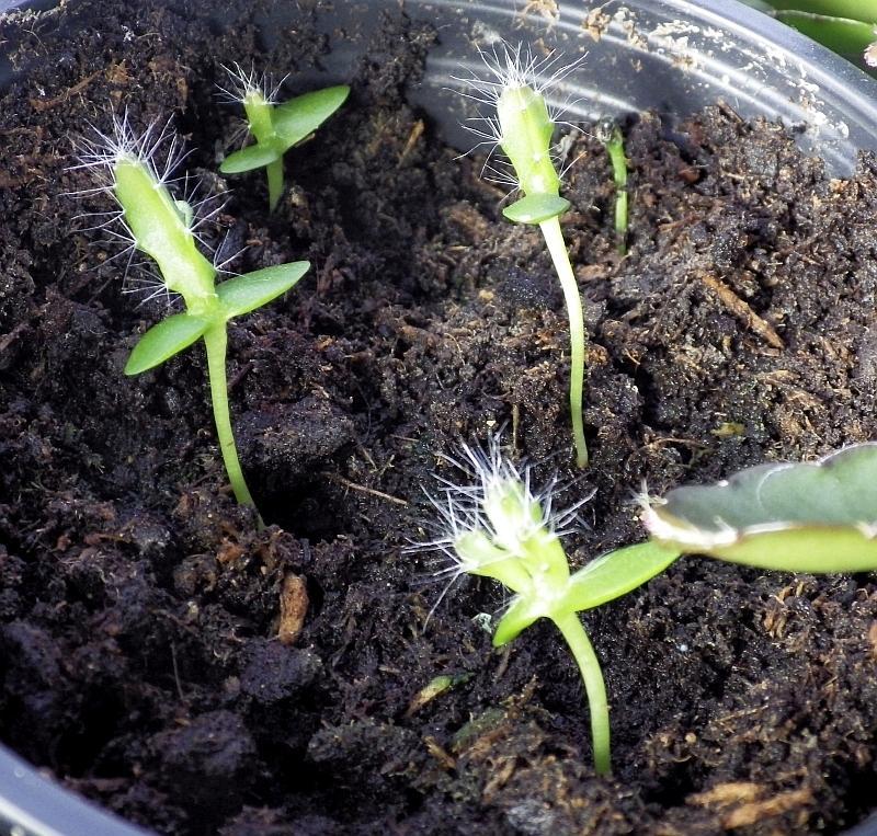  KK 6086 Hylocereus