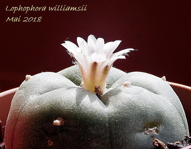  KK 8091 L.williamsii