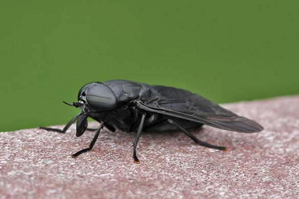 female-black-horse-fly