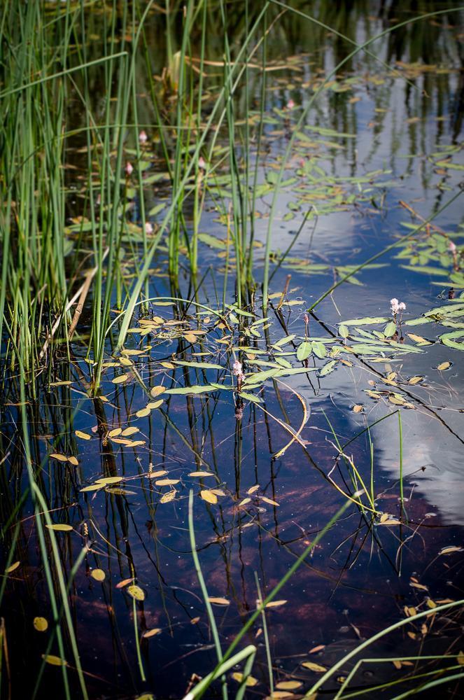 Wasser-Knterich Persicaria amphibia