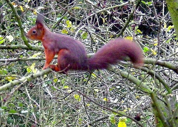  KK 8856 Hoernchen im Garten